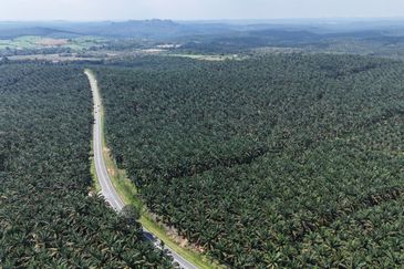 Tanjung Sedili Agriculture Land For Sale