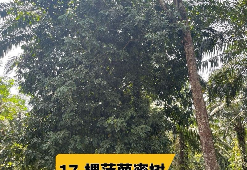 Rimba Terjun Pontian