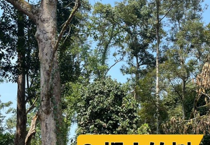 Rimba Terjun Pontian