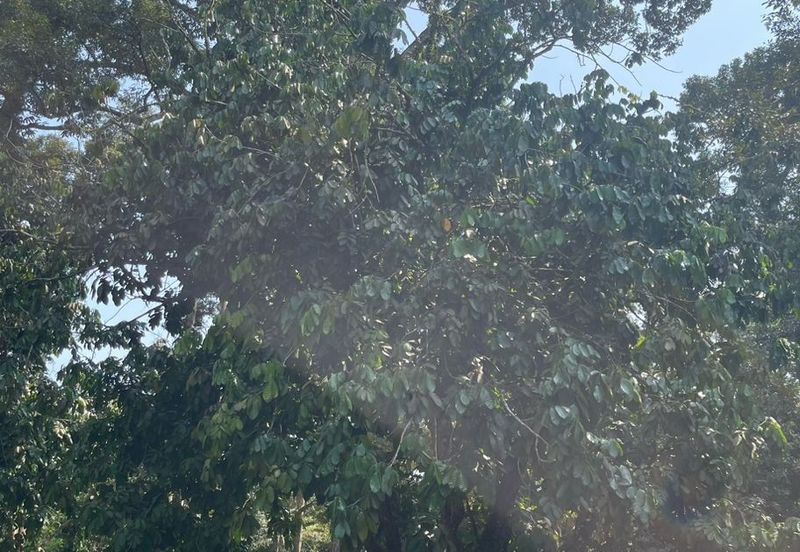 Rimba Terjun Pontian