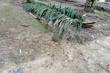 Nusa Mas Agriculture Land For Sale