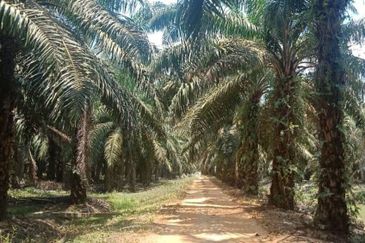Rimba Terjun Pontian
