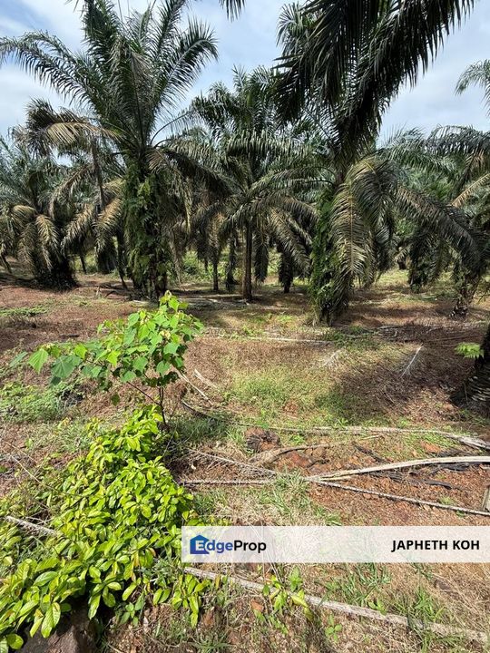 Yong Peng Agricultural Land For Sale, Johor, Yong Peng