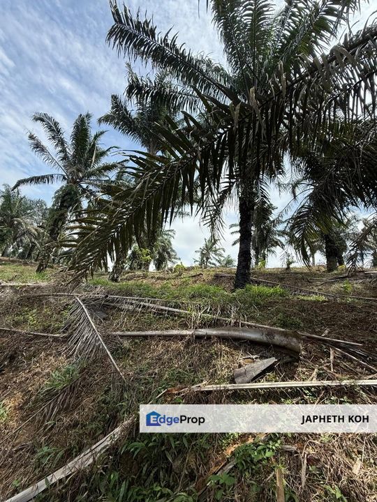 Yong Peng Agricultural Land For Sale, Johor, Yong Peng