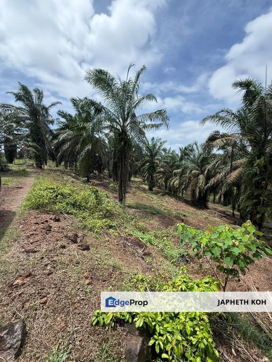 Yong Peng Agricultural Land For Sale, Johor, Yong Peng