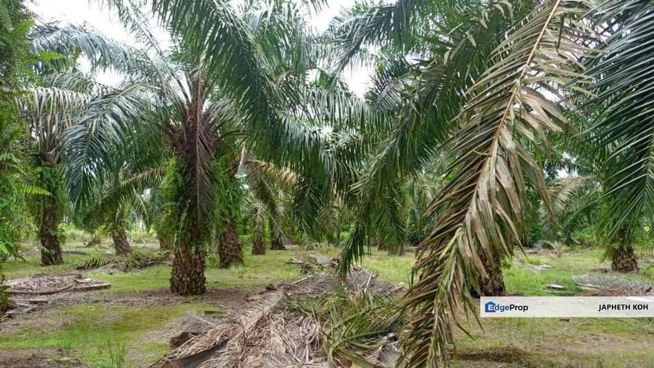 Pontian Agricultural Land For Sale, Johor, Pontian