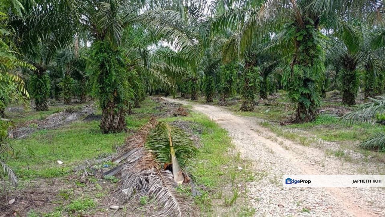 Pontian Agricultural Land For Sale, Johor, Pontian