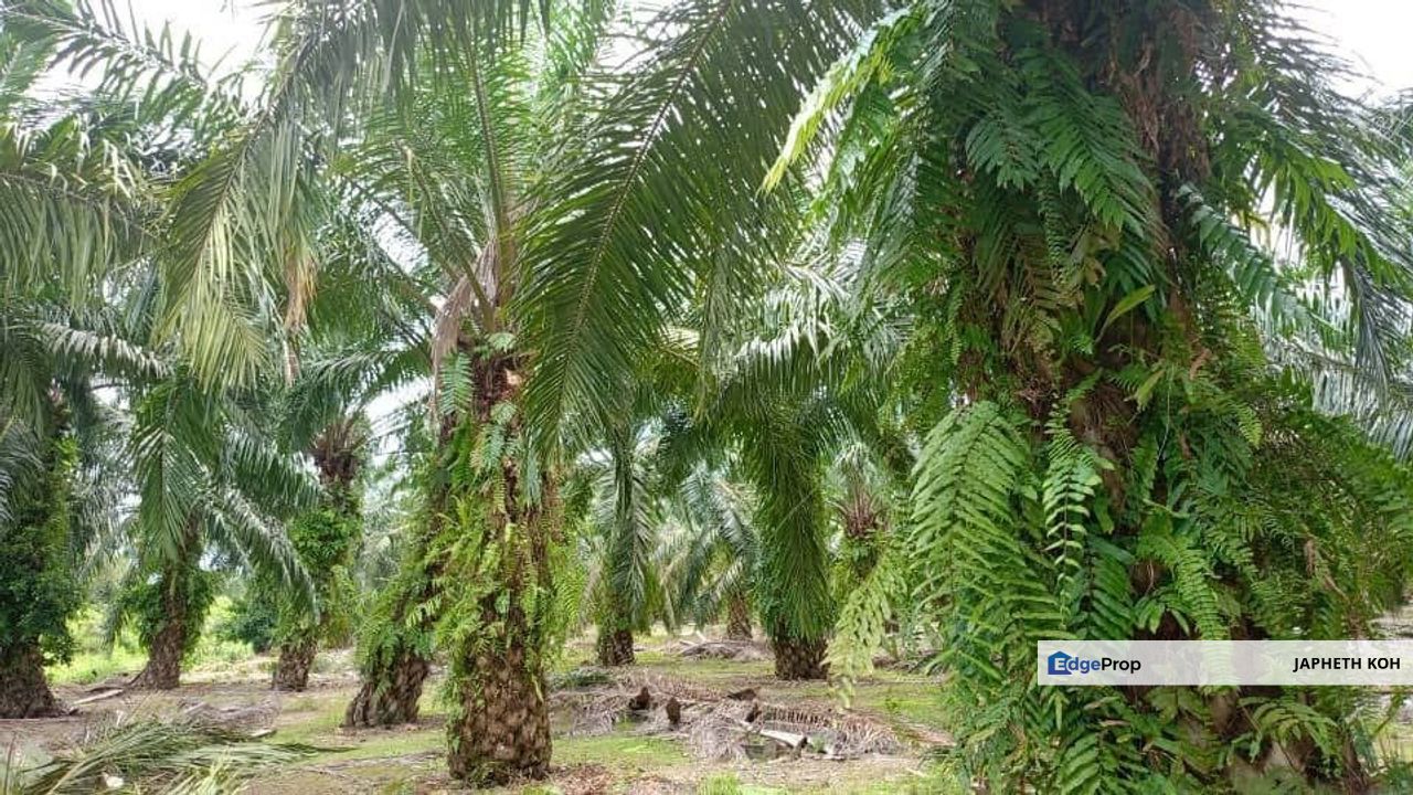 Pontian Agricultural Land For Sale, Johor, Pontian