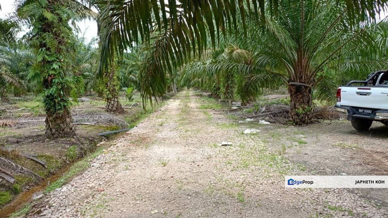 Pontian Agricultural Land For Sale, Johor, Pontian
