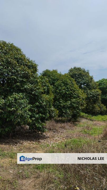 Simpang Pertang Negeri Sembilan Agrictural FREEHOLD LAND For Sale, Negeri Sembilan, Jelebu