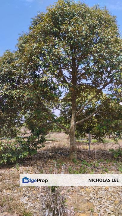 Simpang Pertang Negeri Sembilan Agrictural FREEHOLD LAND For Sale, Negeri Sembilan, Jelebu