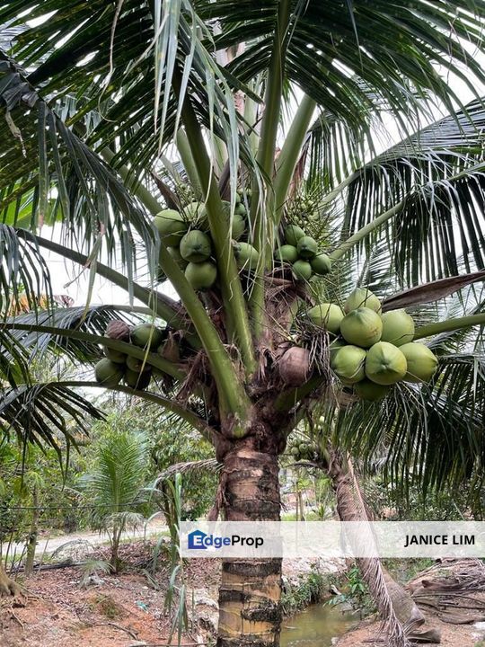 Super Worth Karangan Kulim Agriculture Land with Ready Coconut Plant For Sale, Kedah, Kulim