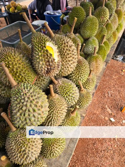 Durian Farm Dusun Durian Melaka Johor, Melaka, Jasin