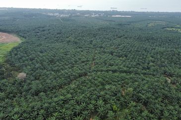 FREEHOLD PALM OIL PLANTATION MELAKA ALOR GAJAH