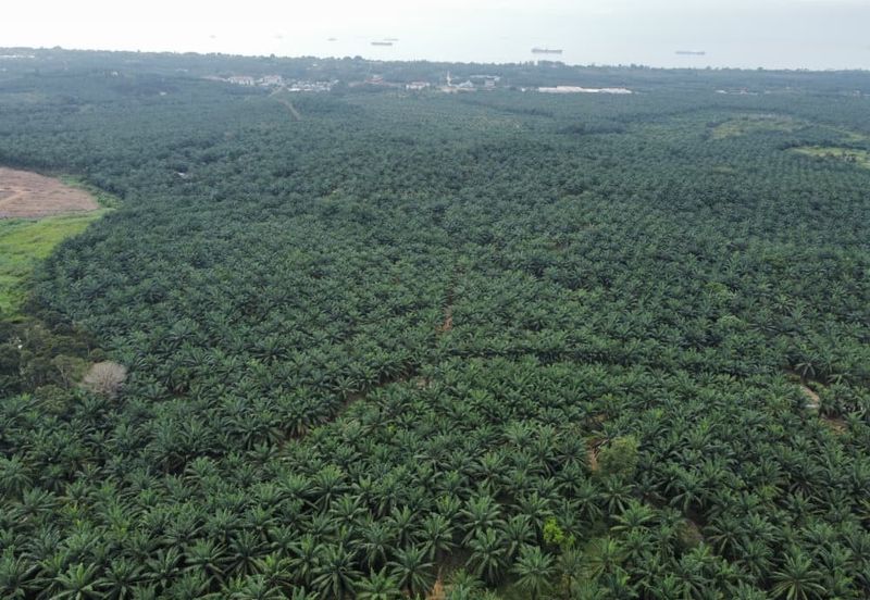 FREEHOLD PALM OIL PLANTATION MELAKA ALOR GAJAH