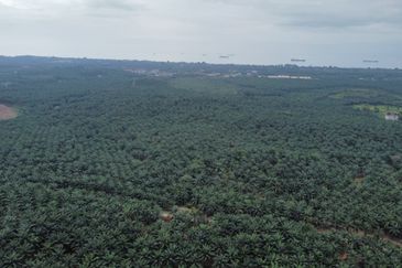 FREEHOLD PALM OIL PLANTATION MELAKA ALOR GAJAH