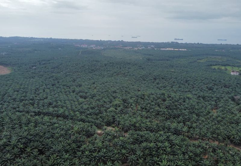 FREEHOLD PALM OIL PLANTATION MELAKA ALOR GAJAH