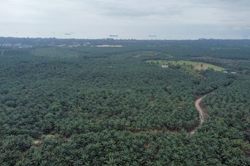 FREEHOLD PALM OIL PLANTATION MELAKA ALOR GAJAH