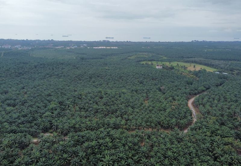 FREEHOLD PALM OIL PLANTATION MELAKA ALOR GAJAH