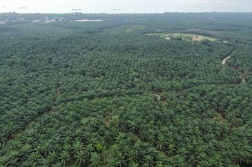 FREEHOLD PALM OIL PLANTATION MELAKA ALOR GAJAH