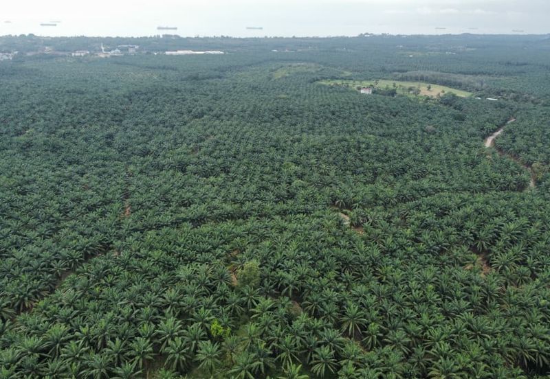 FREEHOLD PALM OIL PLANTATION MELAKA ALOR GAJAH