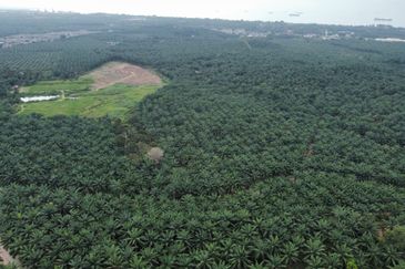 FREEHOLD PALM OIL PLANTATION MELAKA ALOR GAJAH