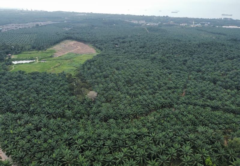 FREEHOLD PALM OIL PLANTATION MELAKA ALOR GAJAH