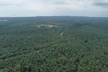 FREEHOLD PALM OIL PLANTATION MELAKA ALOR GAJAH