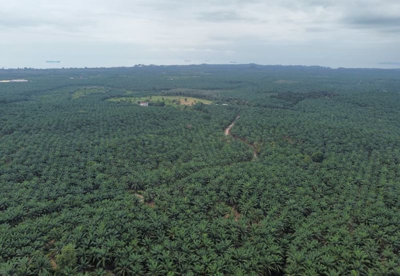 FREEHOLD PALM OIL PLANTATION MELAKA ALOR GAJAH