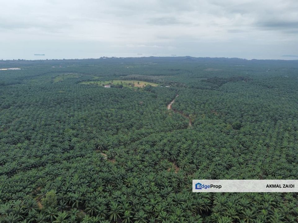 FREEHOLD PALM OIL PLANTATION MELAKA ALOR GAJAH, Melaka, Alor Gajah
