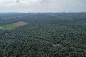 FREEHOLD PALM OIL PLANTATION MELAKA ALOR GAJAH