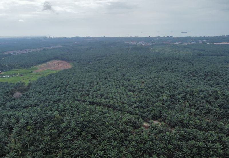 FREEHOLD PALM OIL PLANTATION MELAKA ALOR GAJAH