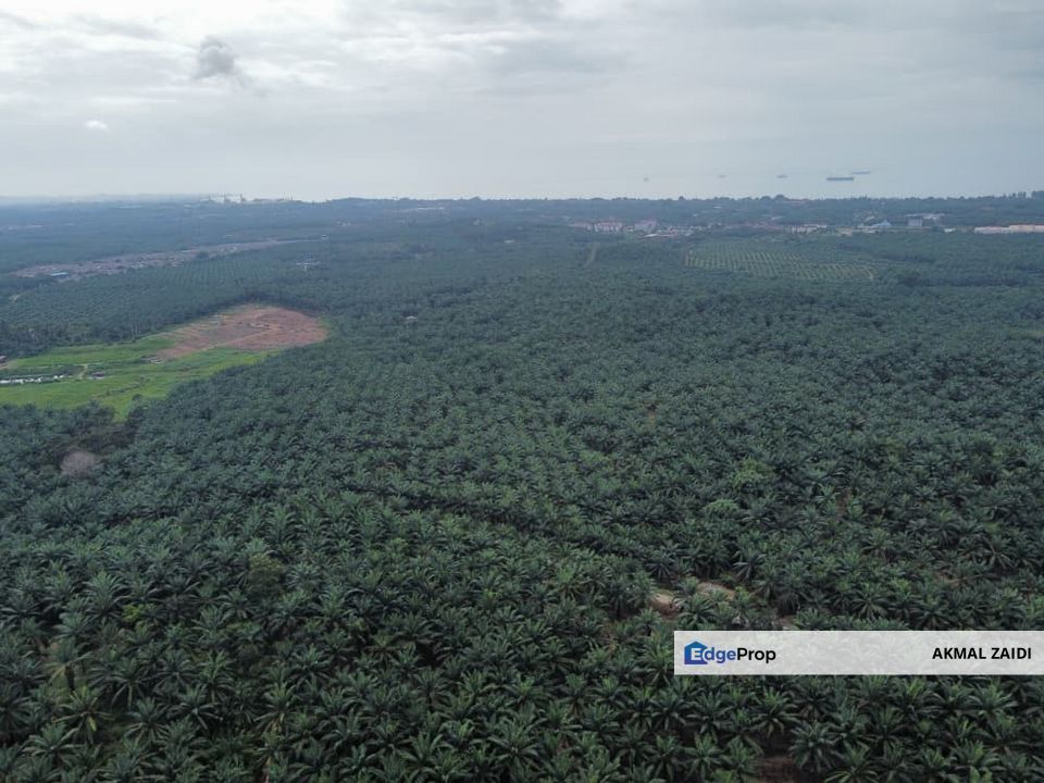 FREEHOLD PALM OIL PLANTATION MELAKA ALOR GAJAH, Melaka, Alor Gajah
