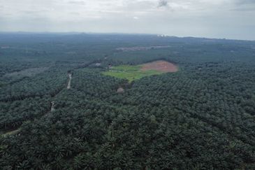 FREEHOLD PALM OIL PLANTATION MELAKA ALOR GAJAH