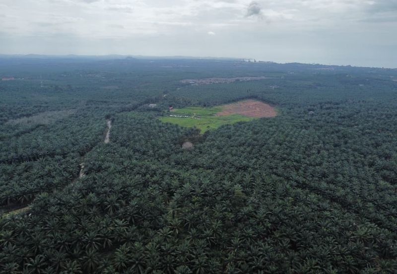 FREEHOLD PALM OIL PLANTATION MELAKA ALOR GAJAH