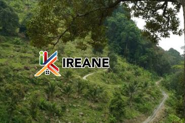 Balik Pulau 6.3 Acres Durian Land For Sale