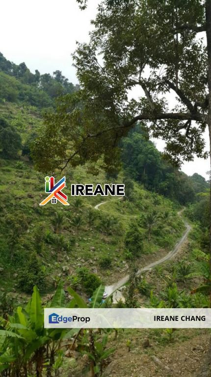 Balik Pulau 6.3 Acres Durian Land For Sale, Penang, Balik Pulau