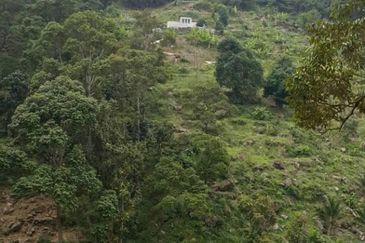 Balik Pulau 6.3 Acres Durian Land For Sale