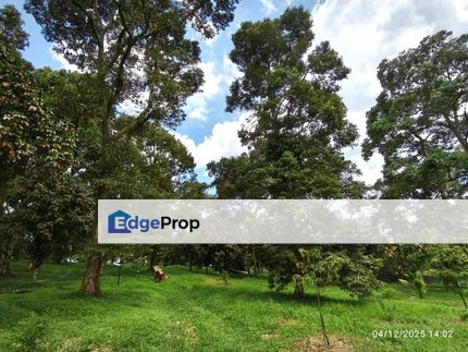 Layang-Layang 5acres Durian Farm for Sale, Johor, Kluang