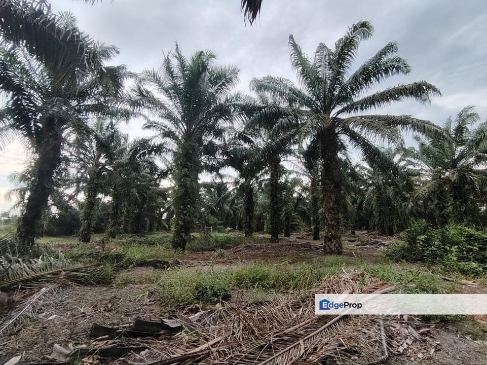 Ayer Baloi Pontian 6.7acres Oil Palm Land for Sale, Johor, Pontian