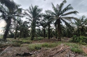 Ayer Baloi Pontian 6.7acres Oil Palm Land for Sale