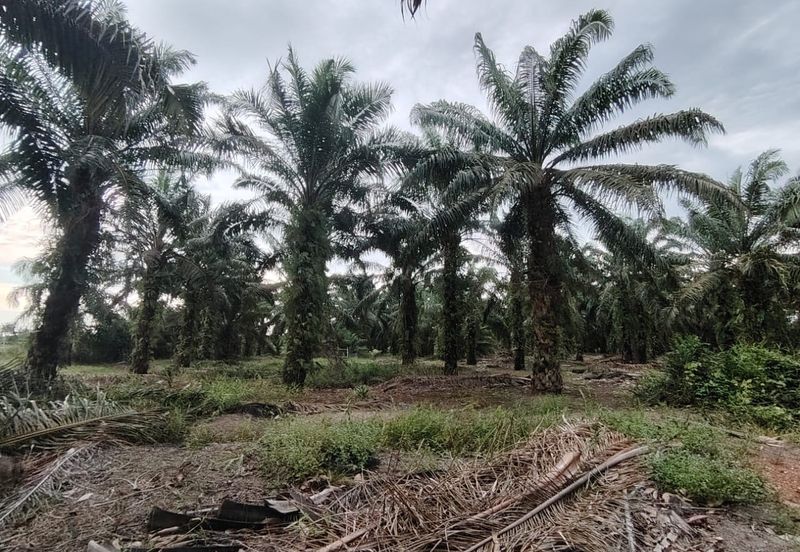 Ayer Baloi Pontian 6.7acres Oil Palm Land for Sale