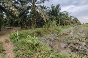 Ayer Baloi Pontian 6.7acres Oil Palm Land for Sale