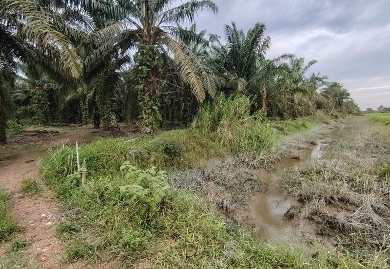 Ayer Baloi Pontian 6.7acres Oil Palm Land for Sale