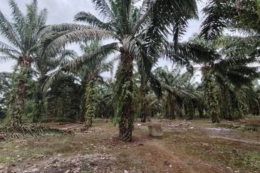 Ayer Baloi Pontian 6.7acres Oil Palm Land for Sale