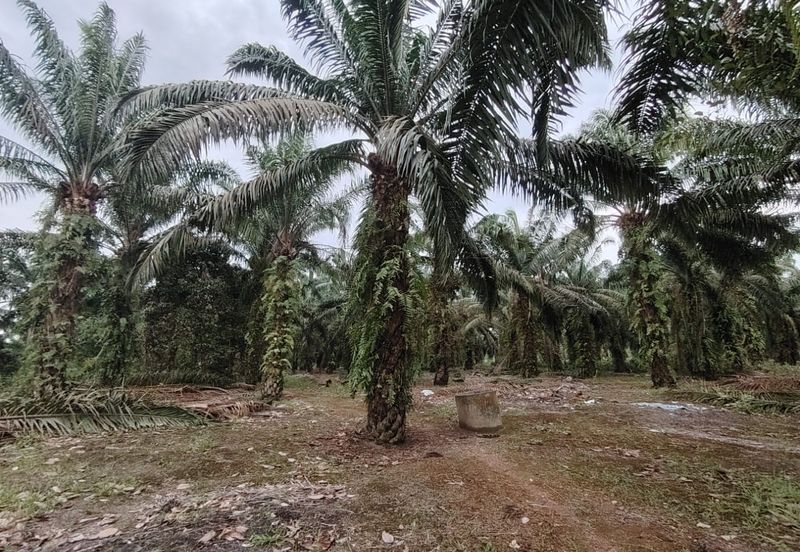 Ayer Baloi Pontian 6.7acres Oil Palm Land for Sale