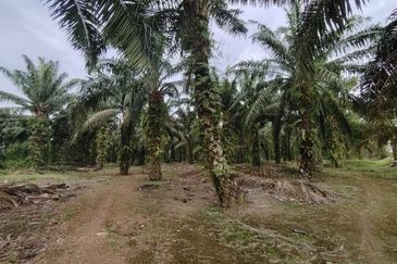 Ayer Baloi Pontian 6.7acres Oil Palm Land for Sale