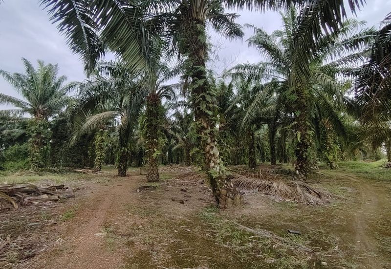 Ayer Baloi Pontian 6.7acres Oil Palm Land for Sale