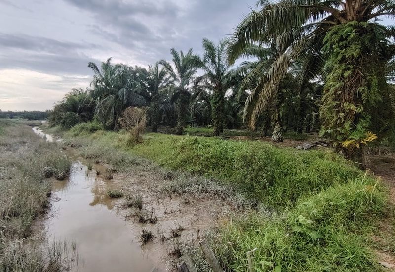 Ayer Baloi Pontian 6.7acres Oil Palm Land for Sale