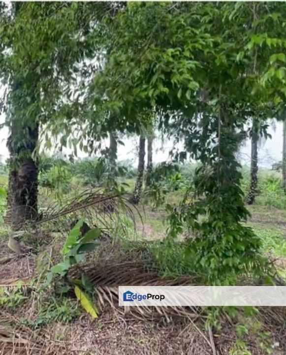 Kulai 4.12acres Agricultural Land for Sale, Johor, Johor Bahru
